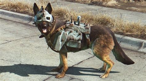 dogmeat in power armor|fallout 4 how much can dogmeat carry.